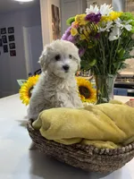 Biscuit , a female Shihpoo for sale in Belleville, MI – Photo 6 of 9