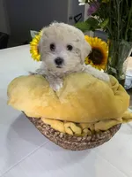 Biscuit , a female Shihpoo for sale in Belleville, MI – Photo 1 of 9