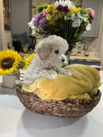 Biscuit , a female Shihpoo for sale in Belleville, MI – Photo 5 of 9
