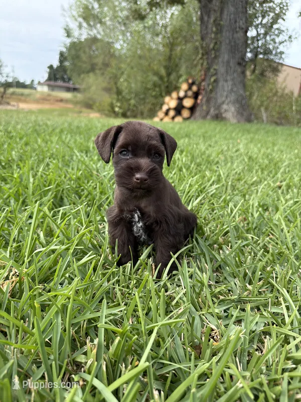 Dunkin  – Miniature Schnauzer puppy for sale in Marietta, OK