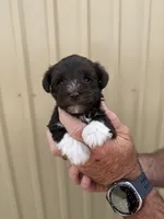Breeze, a female Miniature Schnauzer for sale in Marietta, OK – 3 of 3