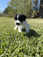 Jonah, a male Miniature Schnauzer for sale in Marietta, OK – 3 of 6