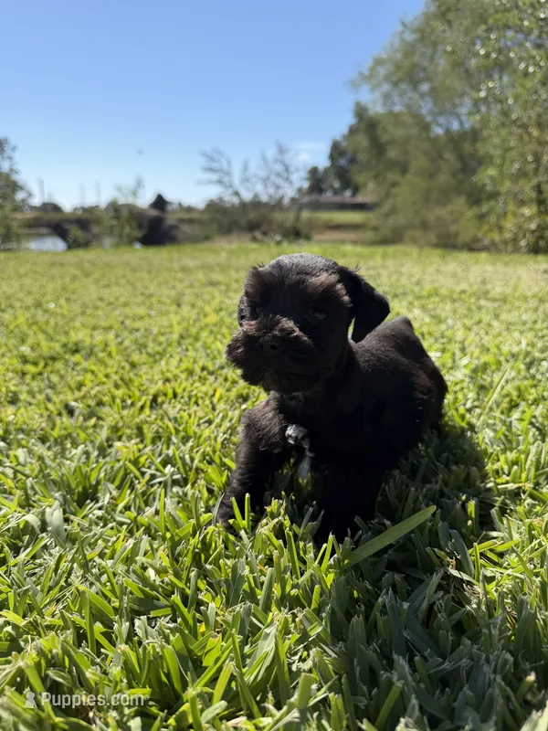 Elwood – Miniature Schnauzer puppy for sale in Marietta, OK