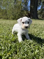 Powder, a female Miniature Schnauzer for sale in Marietta, OK – 6 of 6