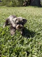 Rusty, a male Miniature Schnauzer for sale in Marietta, OK – 6 of 7