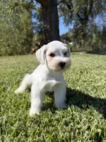 Hobie, a male Miniature Schnauzer for sale in Marietta, OK – 3 of 5