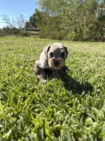 Brittle, a female Miniature Schnauzer for sale in Marietta, OK – 3 of 8