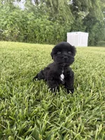 Poppy , a female Miniature Schnauzer for sale in Marietta, OK – 3 of 4