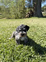 Jojo , a male Miniature Schnauzer for sale in Marietta, OK – 5 of 5