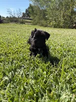 Lane, a female Miniature Schnauzer for sale in Marietta, OK – 6 of 9