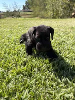Simone, a female Miniature Schnauzer for sale in Marietta, OK – 3 of 7