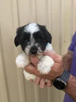 Jesse, a male Miniature Schnauzer for sale in Marietta, OK – 2 of 2