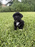 Indy , a female Miniature Schnauzer for sale in Marietta, OK – 3 of 4