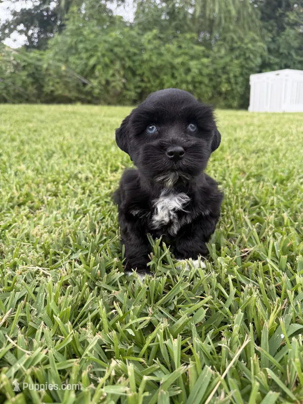 Indy  – Miniature Schnauzer puppy for sale in Marietta, OK