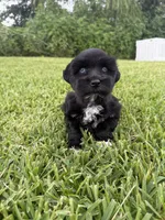 Indy , a female Miniature Schnauzer for sale in Marietta, OK – 1 of 4