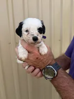 Rue, a female Miniature Schnauzer for sale in Marietta, OK – 2 of 2