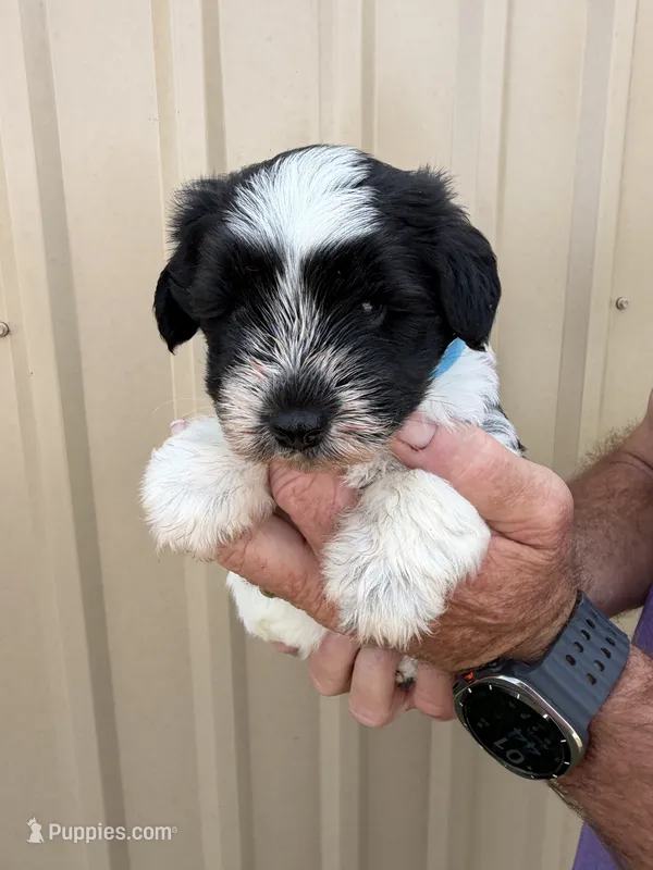 Jesse – Miniature Schnauzer puppy for sale in Marietta, OK