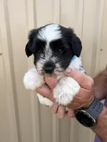 Jesse, a male Miniature Schnauzer for sale in Marietta, OK – 1 of 2