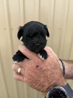 Elwood, a male Miniature Schnauzer for sale in Marietta, OK – 3 of 3