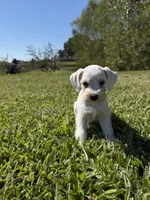Powder, a female Miniature Schnauzer for sale in Marietta, OK – 1 of 6