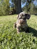 Ripple, a female Miniature Schnauzer for sale in Marietta, OK – 8 of 9