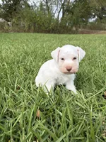 Aspen, a female Miniature Schnauzer for sale in Marietta, OK – 2 of 5