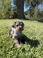 Ripple, a female Miniature Schnauzer for sale in Marietta, OK – 4 of 9