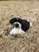 Max, a male Miniature Schnauzer for sale in Marietta, OK – Photo 2 of 6