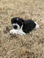 Max, a male Miniature Schnauzer for sale in Marietta, OK – Photo 5 of 6