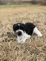 Max, a male Miniature Schnauzer for sale in Marietta, OK – Photo 3 of 6