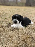 Max, a male Miniature Schnauzer for sale in Marietta, OK – Photo 1 of 6