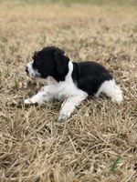 Max, a male Miniature Schnauzer for sale in Marietta, OK – Photo 4 of 6