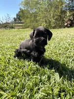 Simone, a female Miniature Schnauzer for sale in Marietta, OK – 5 of 7