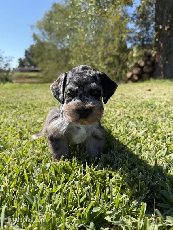 Jojo  – Miniature Schnauzer puppy for sale in Marietta, OK