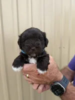 Benji, a male Miniature Schnauzer for sale in Marietta, OK – 2 of 3