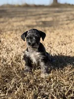 Peewee, a male Miniature Schnauzer for sale in Marietta, OK – Photo 4 of 4