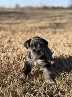 Peewee, a male Miniature Schnauzer for sale in Marietta, OK – Photo 2 of 4