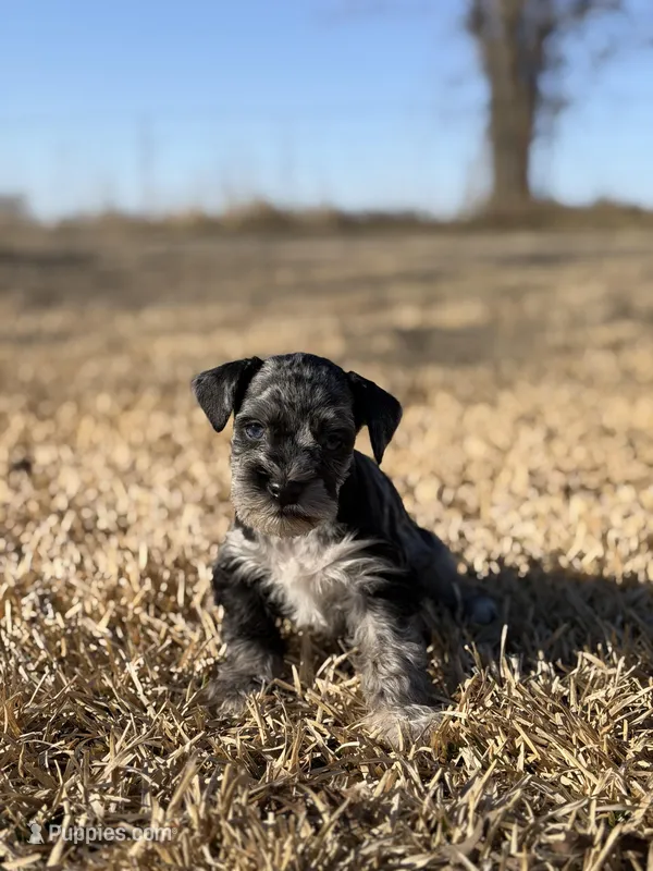 Peewee – Miniature Schnauzer puppy for sale in Marietta, OK
