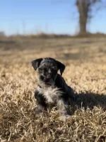 Peewee, a male Miniature Schnauzer for sale in Marietta, OK – Photo 1 of 4