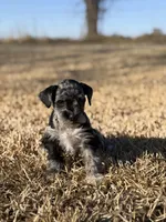 Peewee, a male Miniature Schnauzer for sale in Marietta, OK – Photo 3 of 4