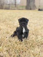 Starling, a female Miniature Schnauzer for sale in Marietta, OK – Photo 3 of 6