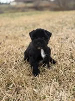 Starling, a female Miniature Schnauzer for sale in Marietta, OK – Photo 6 of 6