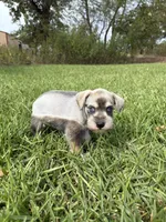 Slade, a male Miniature Schnauzer for sale in Marietta, OK – 4 of 4