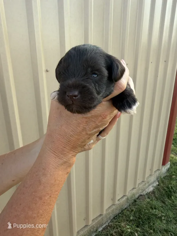 Dunkin  – Miniature Schnauzer puppy for sale in Marietta, OK