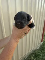 Dunkin , a male Miniature Schnauzer for sale in Marietta, OK – 1 of 3