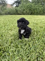 Indy , a female Miniature Schnauzer for sale in Marietta, OK – 2 of 4