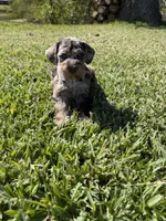 Ripple, a female Miniature Schnauzer for sale in Marietta, OK – 6 of 9
