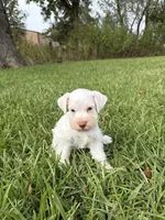 Aspen, a female Miniature Schnauzer for sale in Marietta, OK – 3 of 5