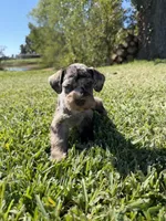 Ripple, a female Miniature Schnauzer for sale in Marietta, OK – 3 of 9