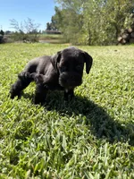 Simone, a female Miniature Schnauzer for sale in Marietta, OK – 4 of 7